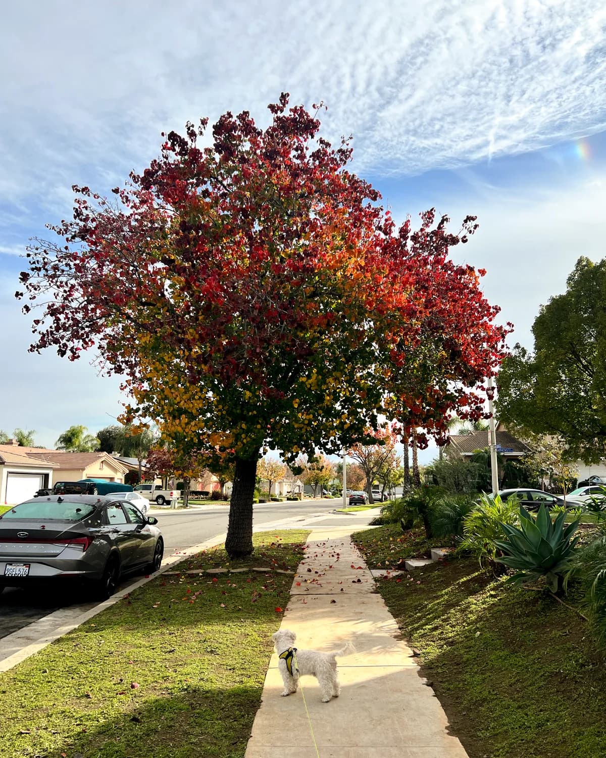 Crispy-boy admiring red orange tree leaves.